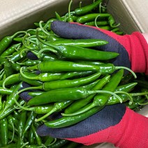 지구마트 진짜 매운 청양고추 땡초 특품, 500g, 1개