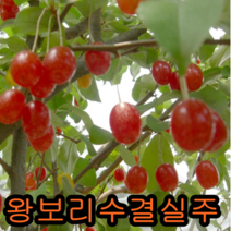 왕보리수나무 키1.2미터 결실주 나무 묘목 보리수나무