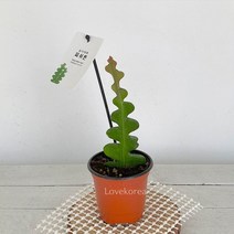 실내 공기정화 식물 키우기 생선뼈 선인장 피시본 그늘에서잘자라는 잘안죽는 청정 행잉플랜트 피쉬본 화분