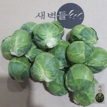 새벽들 2022년 국산 제주도 미니양배추 방울양배추 1팩 (400g내외), 400g