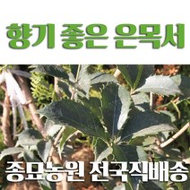 대한조경농원 은목서 (H1.0 이상), 은목서 (1그루)