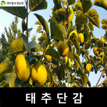 태추단감나무 태추단감나무묘목 과일나무 조경수 단감나무, 1개