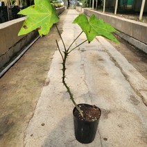 봄바람가든 약용수 엄나무 4치장포트 꼼꼼한포장 엄나무묘목