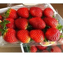 [산지직송]한국산 최상급 고당도 생 딸기 달달한 하우스 설향 딸기 (대)사이즈 500g, 3팩