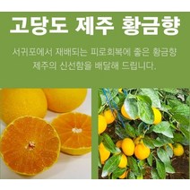 제주 황금향 선물용 2.5k 14-18과 병예방 수험생 비타민C 피로회복 명절 다이어트식단, 상세페이지 참조, 상세페이지 참조, 상세페이지 참조