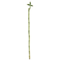 갑조네 개운죽 1p 공기정화식물 수경재배 10cm 20cm 30cm 40cm 50cm 60cm 70cm 80cm 90cm 100cm 수경식물