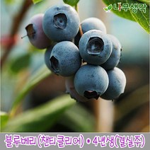 착한가격 나무생각 블루베리(챈티클리어)*4년생(결실주), 주