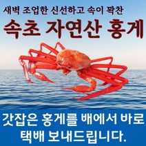 제철홍게 박달홍게 속초 자연산 배에서 직접 보내드립니다, 8~9마리(약 3kg), 자숙 (쪄서 보내드려요)