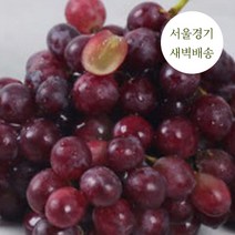 한정판매 새벽배송 당일배송 캔디포도 2kg 4kg 프리미엄 초고당도 과일 제철과일, 인기만점 캔디포도 2kg