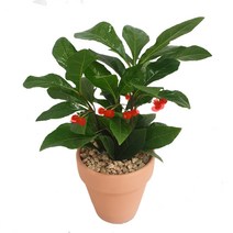 도도팜 천냥금 식물 토분천냥금 화분천냥금 공기정화식물 미세먼지제거식물, 02. 토분 천냥금 1개, 1개