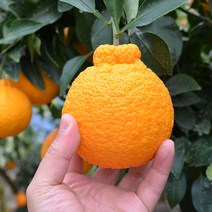 (담아팜) 최상품 꿀당도 한라봉 3kg 5kg 10kg, 한라봉 5kg 대과 (9-13과) 벌크포장