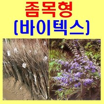(D소망)바이텍스(좀목형)묘목(포트) 2그루