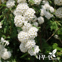[나무인] 공조팝나무 개화주 2그루