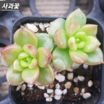 꽃보다 예쁜 다육 10종모음, 1번-사과꽃