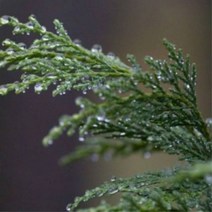 사이프러스(Cypress E.O)에센셜 오일, 단품