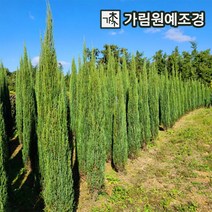 블루애로우 상록수 싸이프러스 가림원예조경, 키200cm 분묘, 1개