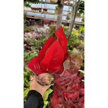 아글레 레드 0010 신상품 랜덤 공기정화식물/미세먼지/공기정화효과 공기정화식물