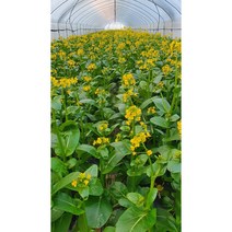 채심 국내재배 채심 꽃있는꽝똥 태국광동 꽝똥 동남아시아야채 광뚱(Chinese Cabbage), 꽝똥1kgกวางตุ้ง(Chinese Cabbage)