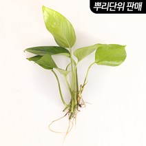 스킨답서스 3촉 - (베타수초 원예수초), 단품