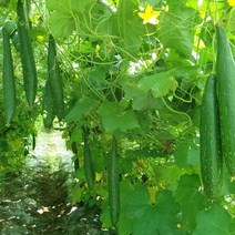 욜케이유 국산 주방 천연 수세미 친환경 제품 못난이 15cm 5개