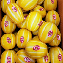 성주 꿀 참외 산지직송 고당도, 10kg(소과), 1박스