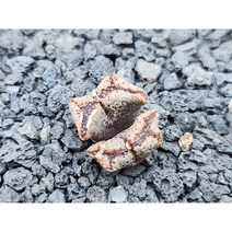 코노피튬/펠루치시덤 테리컬러-3045 아프리카농장