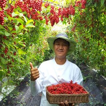 배부른사람들 국산100% 거창 새콤달콤 오미자청 1L 오미자엑기스, 1개
