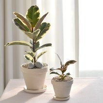 수채화고무나무 키우기 쉬운 실내공기정화식물 독일토분 분갈이 인테리어, 수채화고무나무(중)+독일화이트크림15호(받침X)