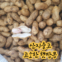 [산지출고] 국내산 경북 예천 2023년 햇땅콩 흙땅콩, 500g, 1개