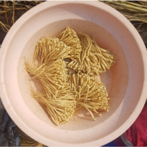 산양삼용 인삼 모종 묘삼 종삼 1년생 100뿌리 실내용 실외용, 미발아처리(실외용) 100뿌리, 미발아처리(실외용) 100뿌리