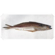 남해안 삼천포 반건조생선 제수용 민어조기 35cm이상 1미
