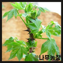 (나무농장) 엄나무 실생 2년생 묘목 ( 2주묶음 )