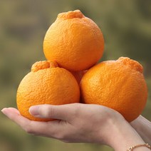 이제주몰 블루제주 한라봉 가정용 2.5kg(11-18과), 단품없음