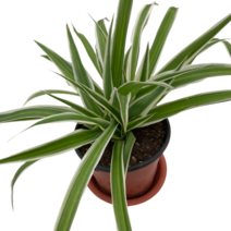 그린플랜트 공기정화식물 오션 품종색상랜덤 1+1