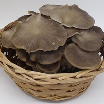 신난데이 물만 주면 쑥쑥! 버섯 키우기 키트, 고기느타리 1＋1
