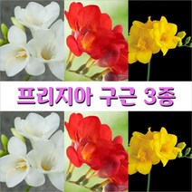 프리지아 구근 3종 입고, 1. 프리지아 구근 노랑 3구, 1개