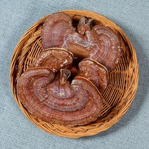 국내산 영지 영지버섯 통(500g), 1