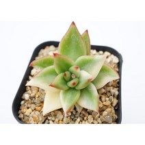 [도감마리아금 0601] 홈가드닝 관엽 분재 선인장 키우기쉬운 아프리카 다육이 공기정화 특이한 귀여운 예쁜 희귀한 인테리어 생일 소형 작은 개업선물 리톱스 코노피튬 식물