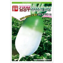 김장 무 씨앗 12g 1000립 아시아 가을 저장 근피 매끈 맛 좋은 김장 저장성 우수한 김치 종자 텃밭 채소 농사