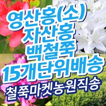 (15묶음 영산홍 자산홍 백철쭉) 철쭉마켓 철쭉 묘목 꽃 나무 연산홍 백철 베니 정원 마당 조경수 정원수 울타리 키우기 화목류 철죽 농원 꽃나무 울타리, 영산홍 작은묘목 빨강 15개(25-30cm전후)