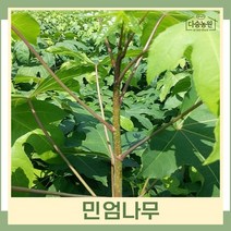 엄나무 묘목 민엄나무(가시없는음나무) 근삽1년생 상묘 3개