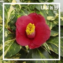 무늬차동백 12cm포트