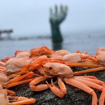 산지직송 당일조업 포항 구룡포 수율보장 자숙 홍게 2kg 3kg 5kg, 박달홍게 2kg (6~8마리)