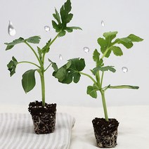 흑피애플수박 모종 가정원예용 베란다 옥상 재배, 흑피애플수박모종10주