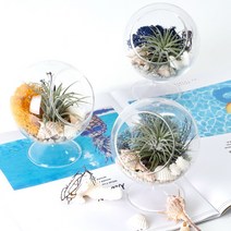 공기정화 천연 가습 DIY 테라리움 틸란드시아 이오난사 스칸디아모스, 스탠드볼 DIY, 네츄럴