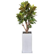 [서울/경기배송] 크로톤 140cm, 1개