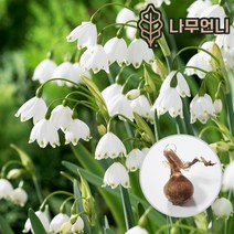 레코줌 구근 그래비티자이언트 5구세트 은방울수선화 스노우플레이크, 그래비티자이언트(5구세트)