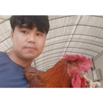 노계닭 폐계 (생닭) 특대 3마리 - 마리당 1.4kg이상~