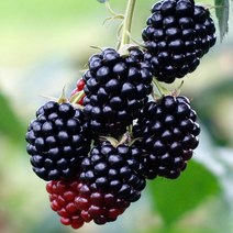 2022년산 블랙베리복분자 슈퍼복분자 5kg, 블랙베리복분자 슈퍼복분자 10kg