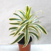 칼라가 선명한~송오브 인디아